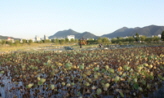 연꽃의 인생,부산광역시 사상구