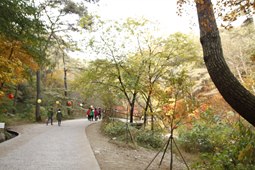 용문산관광지,국내여행,여행지추천